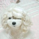 파마
