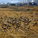 오리천국 이미지