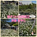 필무드 파주 샤스타데이지 카페 주말 주차 OK 5월 중순이 절정