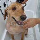 메모리펫살롱 이미지