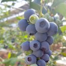 곡성-263 이미지