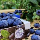 숙곡1 | 블루베리체험 블루베리숲속팜 블루베리농장체험 가능 나이 비용 방법 후기