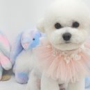 강아지미용실 이미지