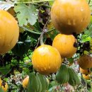 하늘농장6 이미지