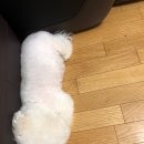 서래마을이야기 이미지