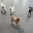 리츠펫 강남세곡점 네이버블로그