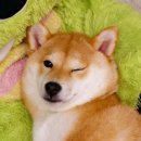 게락 네이버블로그