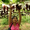 김옥순 농장 이미지