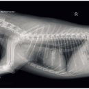 광교호수 동물병원 이미지