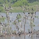 소양강민물집 이미지