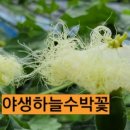하늘꽃농장