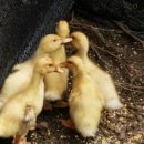 다섯마리 하우스 이미지