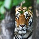 백두산 범 이미지