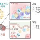 [서울대 소식] 연구 ＞ 연구성과 | 융합과학기술대학원 임형준 교수팀 대장염 면역 조절을 위한 비장 표적 황화수소 전달 나노약제 개발 이미지