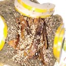 써니팜