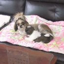 돌쇠농장 이미지