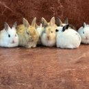 차차래빗 이미지