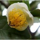 박하제주 이미지