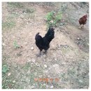 형근농장 이미지