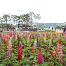 보강천 미루나무숲 이미지