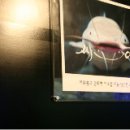 해운대물고기 이미지