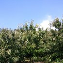 석주농장 이미지