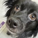 (주)우리엔팜 | 우리엔팜 바울콘 체험단