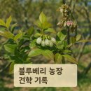 [귀농노트] 블루베리 농장 견학 다녀왔어요 – 옥마산 블루베리 농장