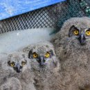 충남야생동물구조센터 이미지