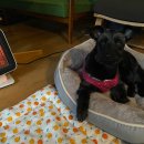 구피동물병원 | [댄 일상] 겁 많은 개의 반려동물 안과 방문 (대구 박영우 안과동물병원)