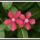 허브아일랜드 식물원 이미지