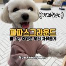 파파스 그라운드 이미지