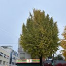 세븐일레븐종로창성점 이미지