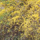 참새의 정원 이미지