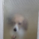 <b>우리</b> <b>아기</b> 애옹이 한세야아????