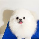 라페트 폼 이미지