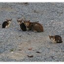 별주부전 이미지