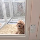 유어펫 라운지 강아지분양 | 아기 강아지 분양 후기 - 유어펫 라운지 (파주)