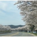 백리벚꽃길 네이버블로그