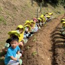 🥬 쁘띠텃밭-배추모종을 심어요 🥬 이미지