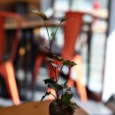 올인식당 이미지