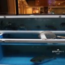 삼거리산오징어활어회 이미지