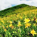 제77차 덕유산 야생화 산행 공지 이미지