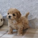 행복한 강아지 이미지