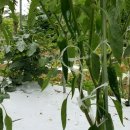 텃밭민박 이미지