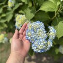 유정1955 이미지