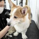 강아지 미용 티스토리