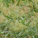 청담 바보 이미지