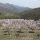 잘키운 과수원 농장과 전원주택 교환 감니다 이미지