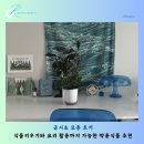 약용식물 | 금시초 모종 후기 식물키우기와 요리활용까지 가능한 약용식물 추천